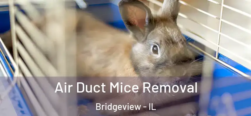 Air Duct Mice Removal Bridgeview - IL
