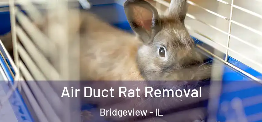  Air Duct Rat Removal Bridgeview - IL